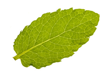 Obraz premium Zitronenmelisse Melisse