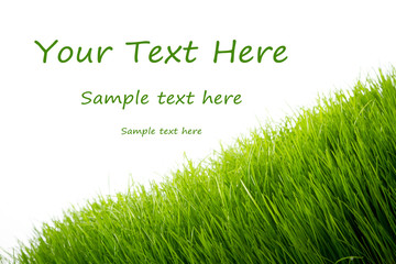 Fototapeta premium Green fresh grass over white background