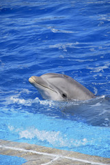 Naklejka premium Dolphin's head