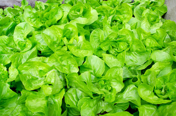 Fototapeta premium Kopfsalat