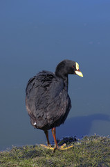 El Calafate, Laguna Nimes