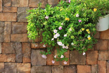 plant and flower grow on brick wall