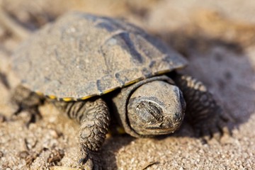 little turtle on a sand