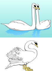 Two swans on lake, lonely swan