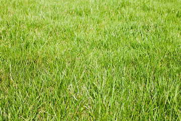 fresh-spring-green-grass