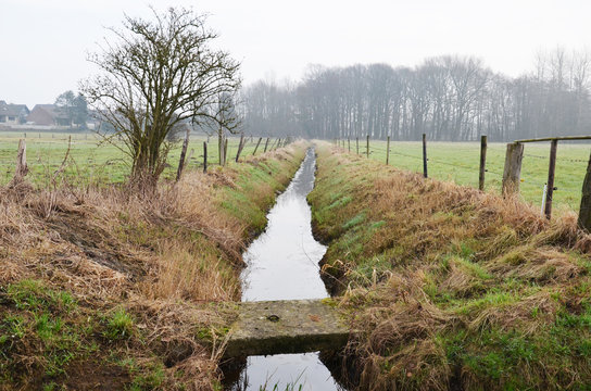 Kopfweide