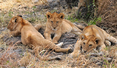 Löwenbabys in der Serengeti