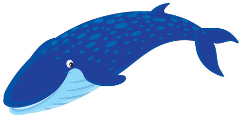 Naklejka premium Płetwal błękitny