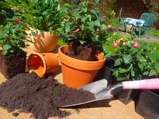 blumen umpflanzen