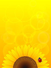 Sunflower and ladybird on yellow background.