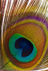 Obraz premium Close up of a peacock feather Background