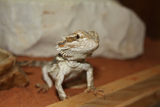 Un Pogona Portrait De Face