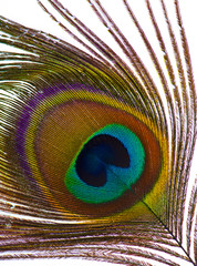 Beautiful exotic peacock feathers on white background