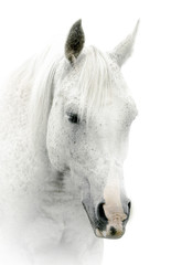 Naklejki  white horse