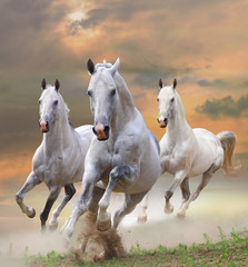 Fototapety  białe konie w kurzu