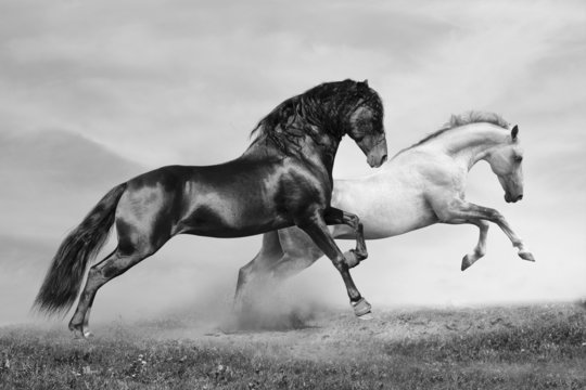Fototapeta konie biegną