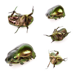 Cetonia aurata, in front of white background