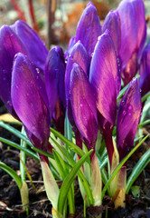 violet crocus nr3