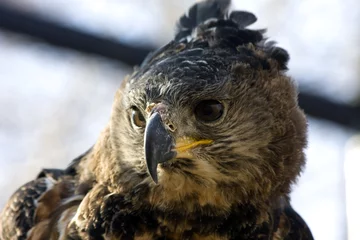 Stickers pour porte Aigle Crowned eagle (Stephanoaetus coronatus)