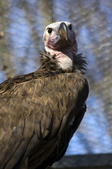 Lappet-faced vulture or Nubian vulture (Torgos tracheliotos)