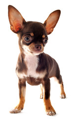 puppy chihuahua
