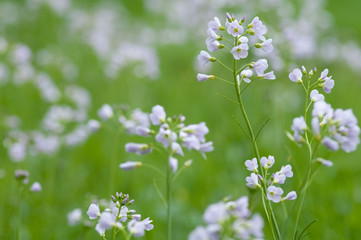 Wiesen-Schaumkraut 6