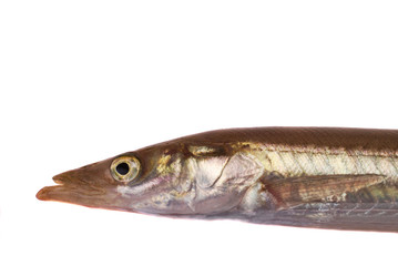 Sand eels