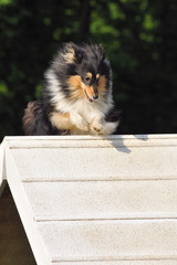chien d'agility
