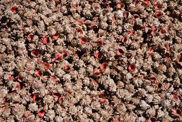 Pink Shells