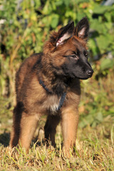 chiot berger belge tervueren