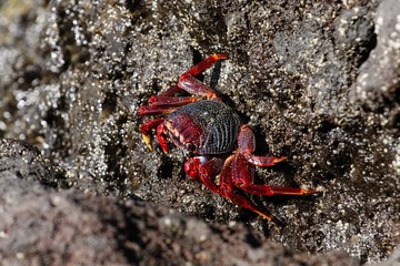Crabe Rouge