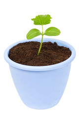 plant in a dark blue pot