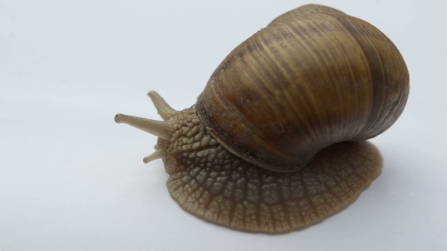escargot
