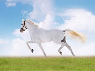 Plakat biały koń w polu latem