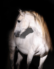 white andalusian horse on black