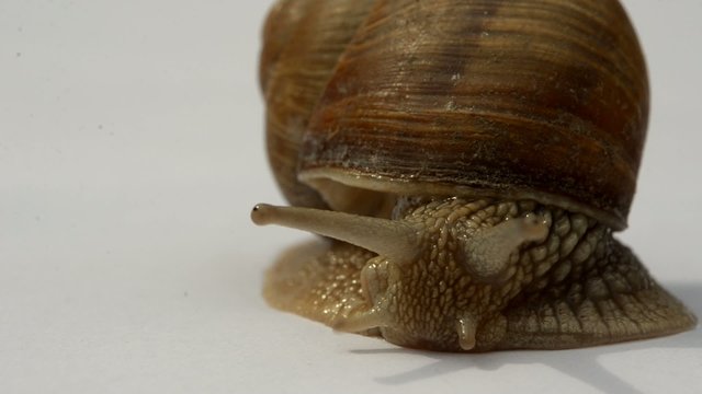 escargot