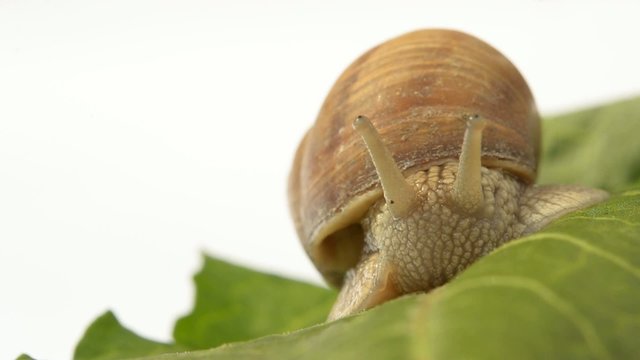 escargot