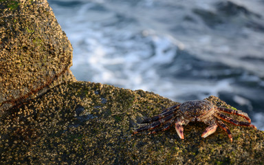Tropical crab on coast rock