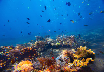 Fototapeta na wymiar Reef