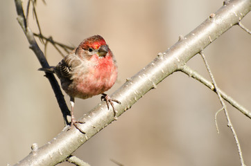Male House Finch Perched on a Branch