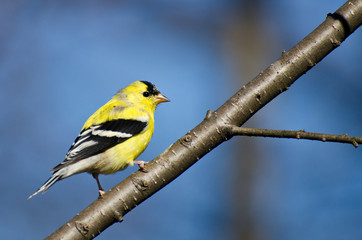 Male American Goldfinch Perched in a Tree
