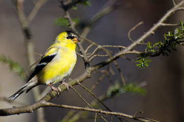 Male Goldfinch Changing to Breeding Plumage