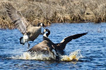 Fighting Canada Geese