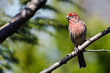 Male House Finch Perched on a Branch