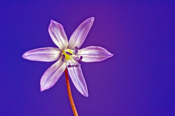 purple alpine squill flower