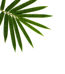 Fototapeta premium bamboo isolated on white background