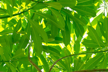 green tree branch background