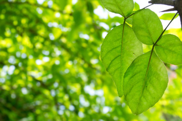 Fototapeta na wymiar green leaf background