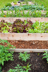 Raised Vegetable Gardens