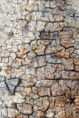 Tree bark background